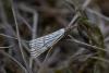 Chrysocrambus linetella